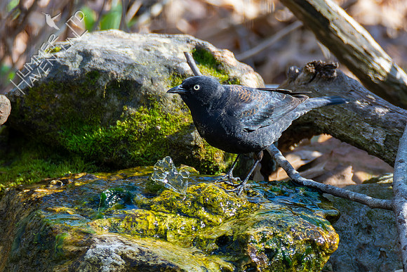 4-14-22 Rusty Blackbird