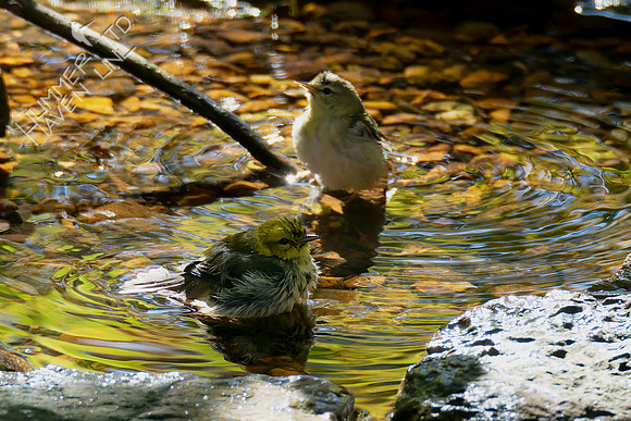 10-20-24 Black-throated Green Warbler and Tennessee Warbler