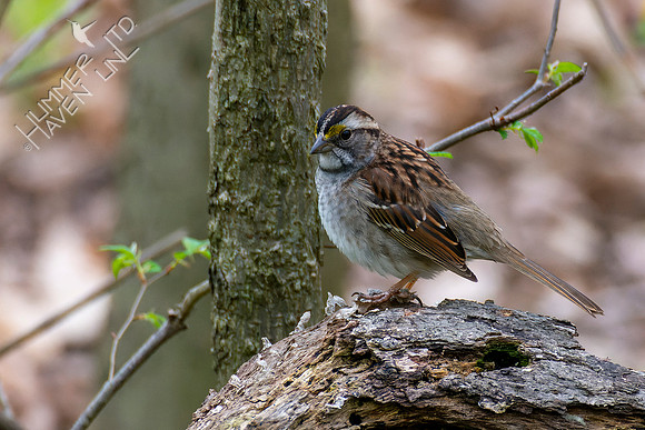 4-22-22 White-throated Sparrow