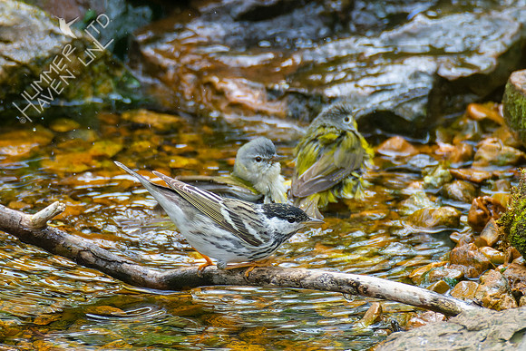 4-24-22 FOY Blackpoll and Tennessee, Nashville Warblers