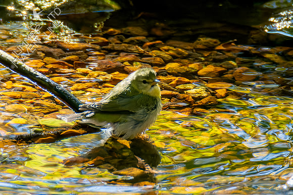 10-20-24 Tennessee Warbler