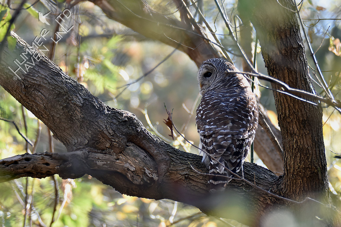 Barred Owl with vole 11-6-16