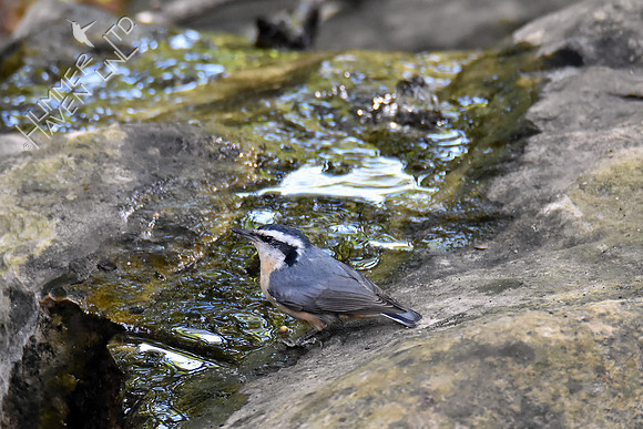 Red-breasted Nuthatch 10-7-16