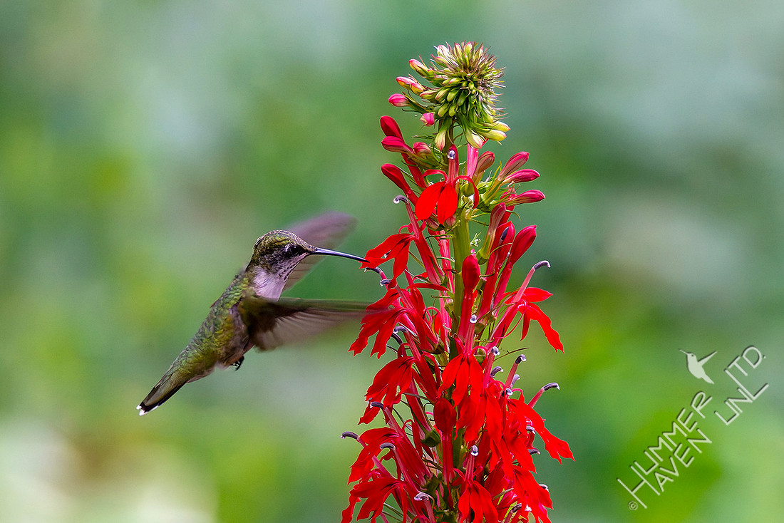 8-4-25 Ruby-throated Hummingbird at Cardinal Flower