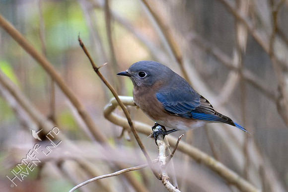 10-26-24 Eastern Bluebird