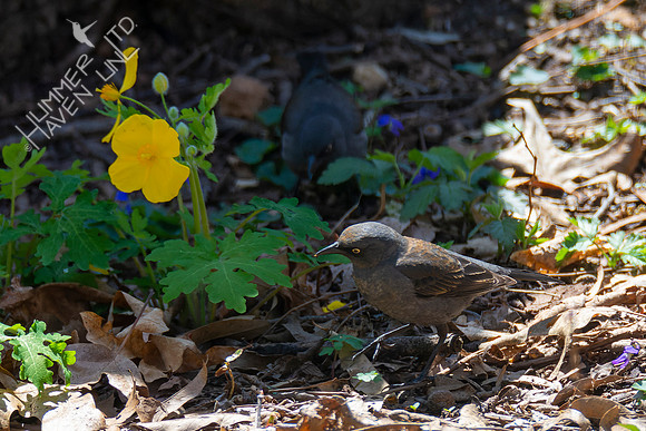 4-14-22 Rusty Blackbirds