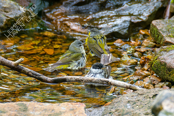 4-24-22 FOY Blackpoll and Tennessee, Nashville Warblers