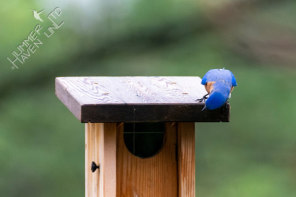 4-12-22 Eastern Bluebird