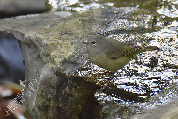 Orange-crowned Warbler 10-25-16