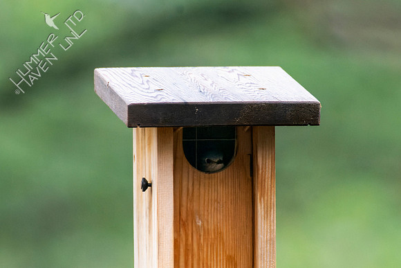 4-12-22 Eastern Bluebird female in nest box