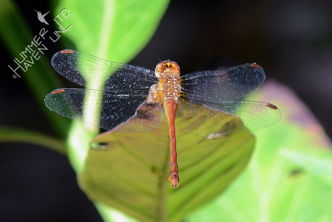 Autumn Meadowhawk on Marsh Milkweed (Asclepias incarnata)