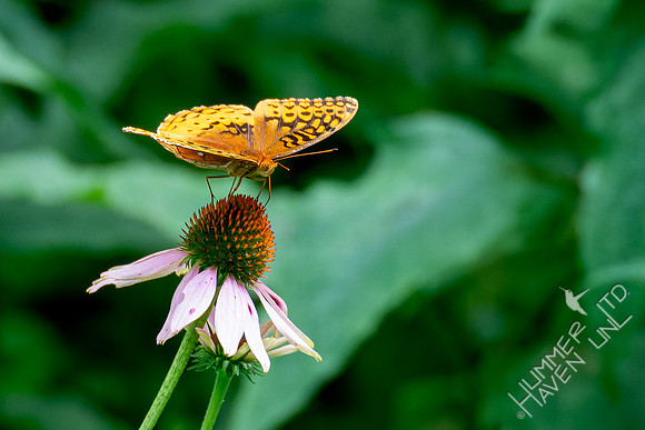 7-23-24 Great Spangled Fritillary