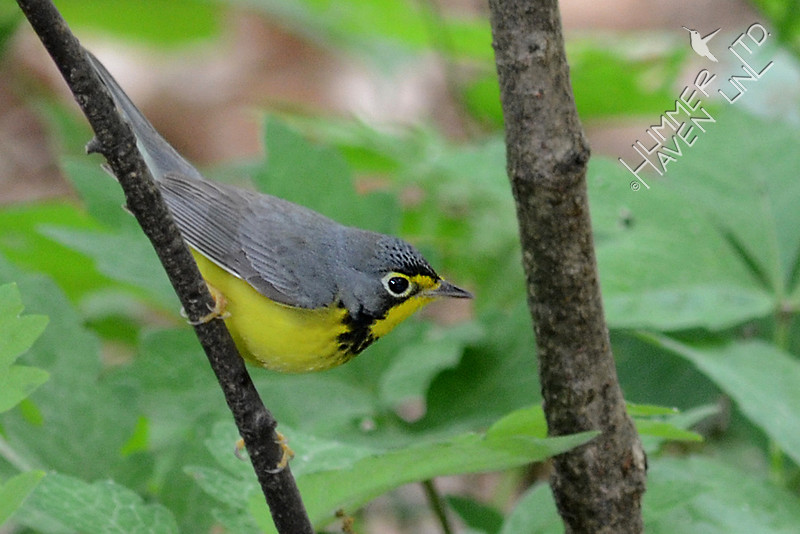 Canada Warbler, first spring male