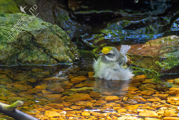 9-22-22 FOS Golden-winged Warbler female
