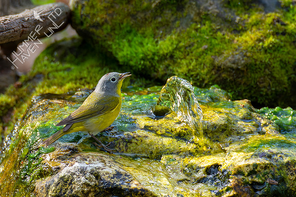 4-23-22 Nashville Warbler