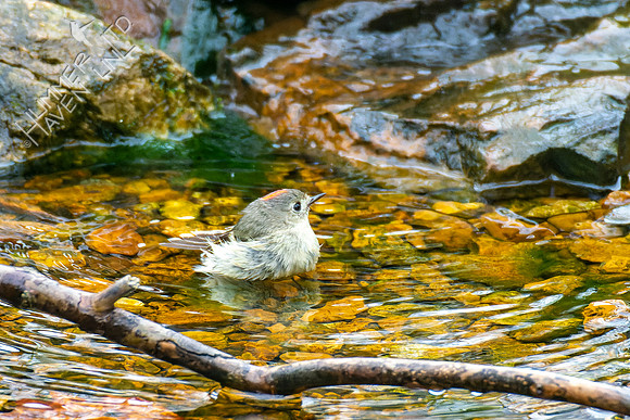 4-12-22 Ruby-crowned Kinglet
