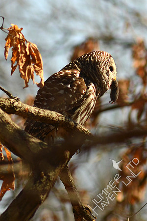Barred Owl with Vole
