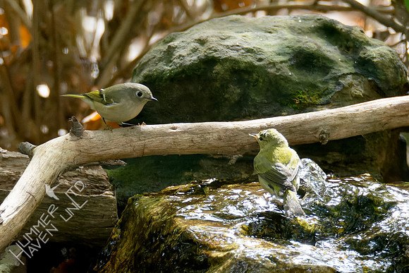 10-14-24 Ruby-crowend Kinglet and Tennessee Warbler
