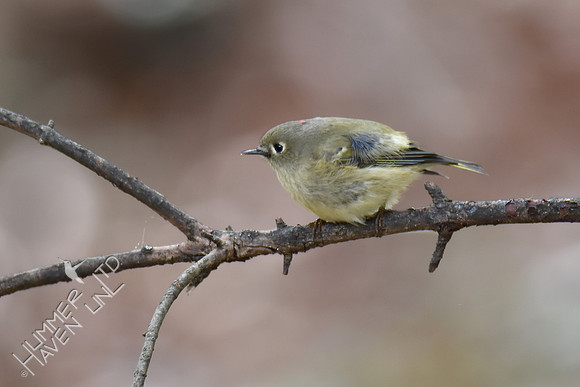 Ruby-crowned Kinglet 10-25-16