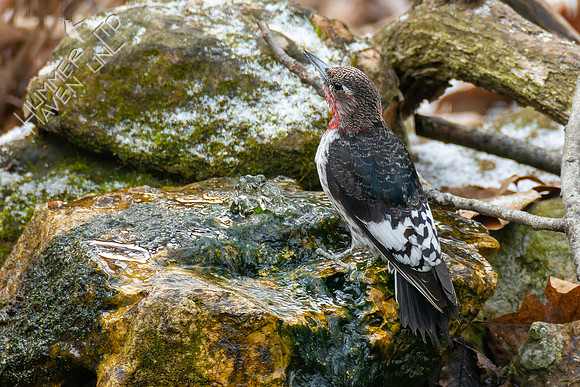 1-28-22 Red-headed Woodpecker