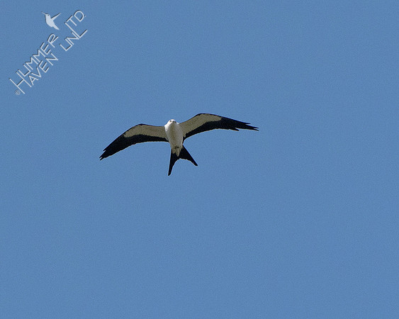 8-28-24 Swallow-tailed Kite by Dan