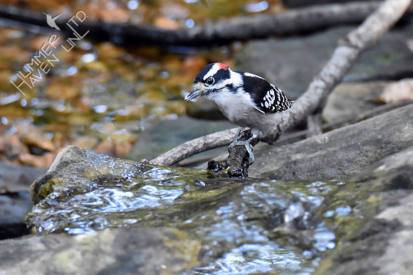 Downy Woodpecker getting drink after eating suet 10-9-16