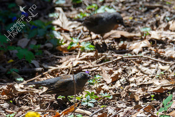 4-14-22 Rusty Blackbirds