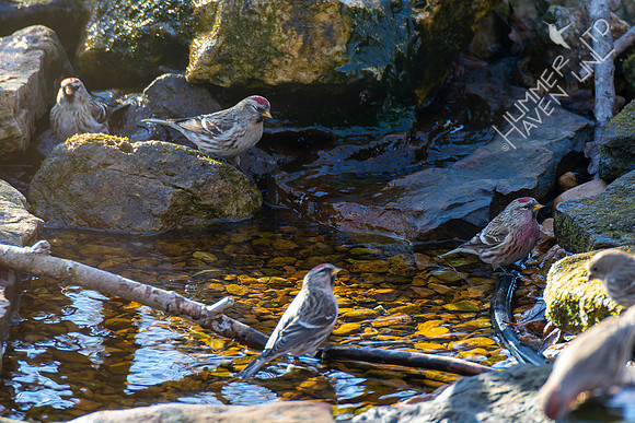 1-30-22 Common Redpolls