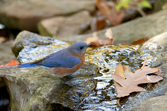 10-26-24 Eastern Bluebird