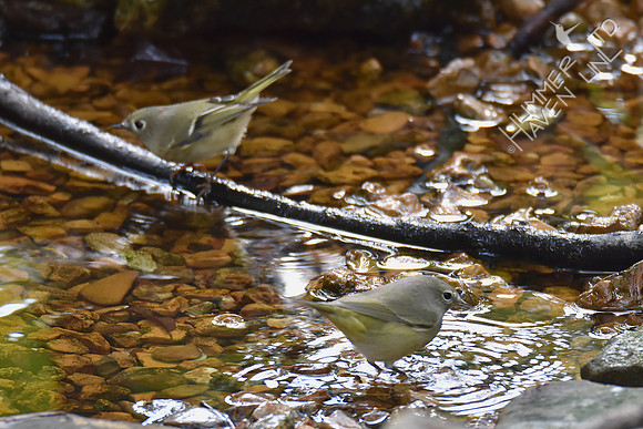 Ruby-crowned Kinglet and Orange-crowned Warbler 10-25-16