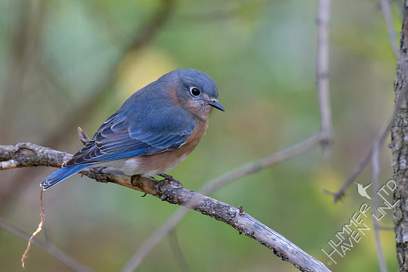 10-26-24 Eastern Bluebird