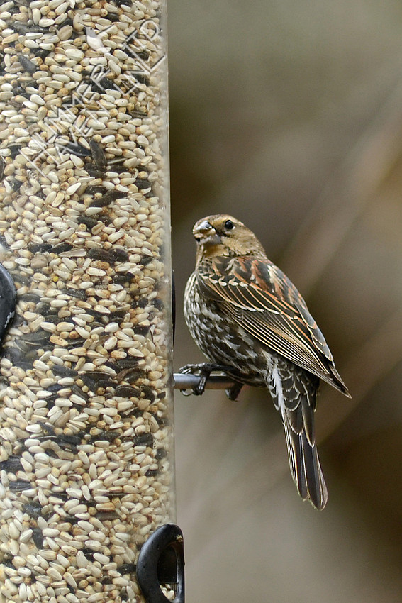 Female Red-winged Blackbird