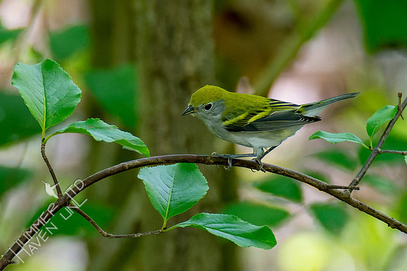 8-21-22 Chestnut-sided Warbler first fall female