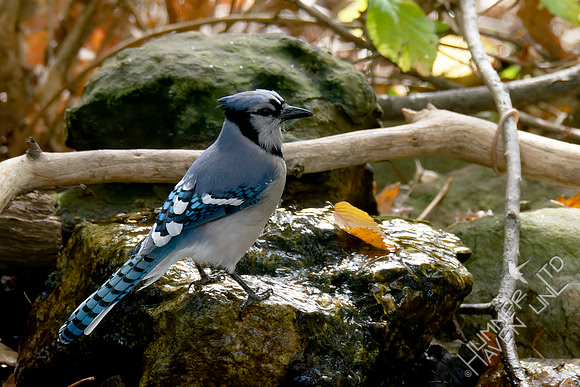 10-23-24 Blue Jay