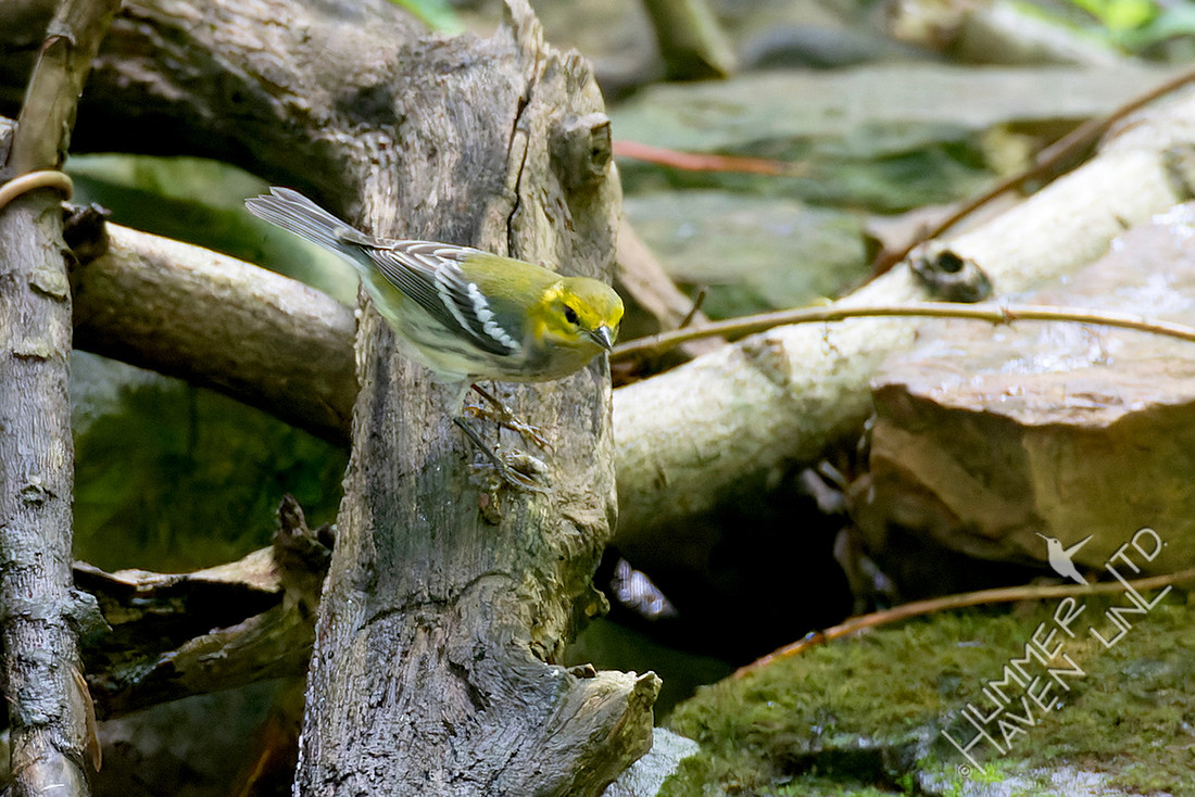 FOS 8-11-25 Black-throated Green Warbler