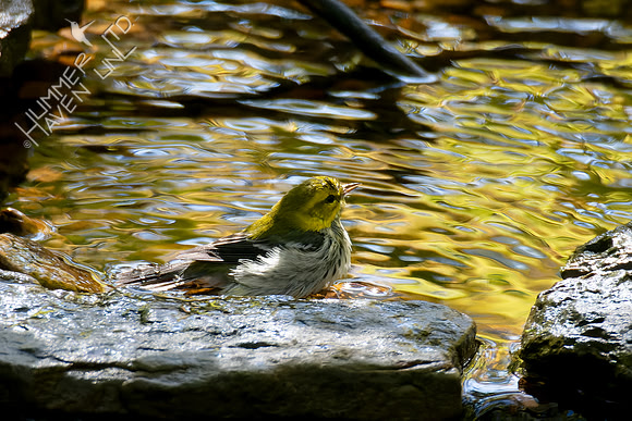 10-21-24 Black-throated Green Warbler