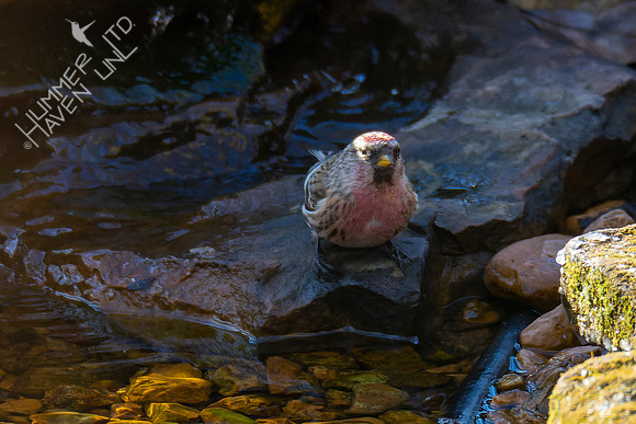 1-29-22 Common Redpoll