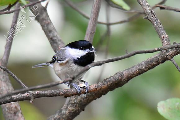 Carolina Chickadee with seed 10-7-16