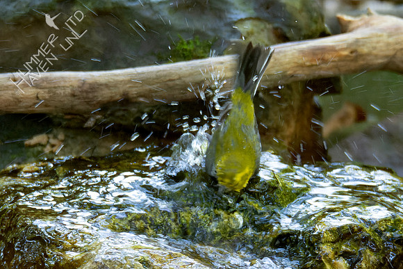 10-5-24 Black-throated Green Warbler