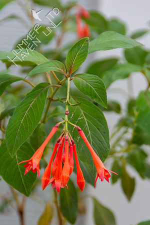 11-17-24 Fuchsia Gartenmeister