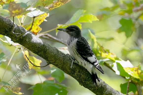 10-14-24 Red-headed Woodpecker immature