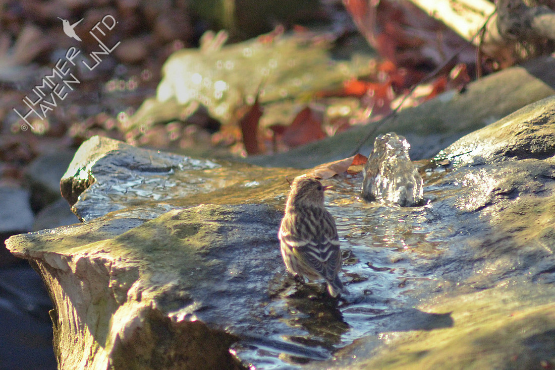 Pine Siskin