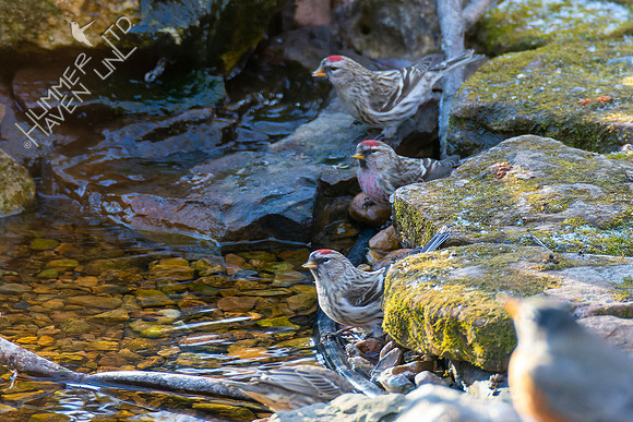 1-29-22 Common Redpolls