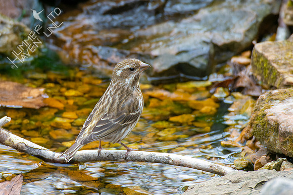 4-7-22 Purple Finch female