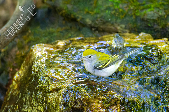 8-21-22 Chestnut-sided Warbler first fall female