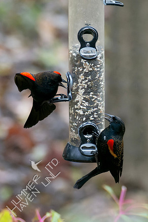 11-92-4 FOS Red-winged Blackbirds