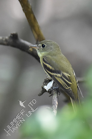 Empidonax - Acadian Flycatcher 8-27-16