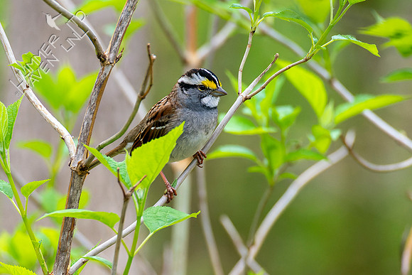 4-22-22 White-throated Sparrow