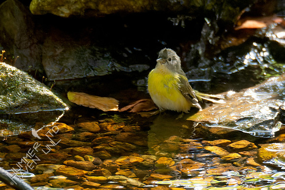 10-13-24 Nashville Warbler