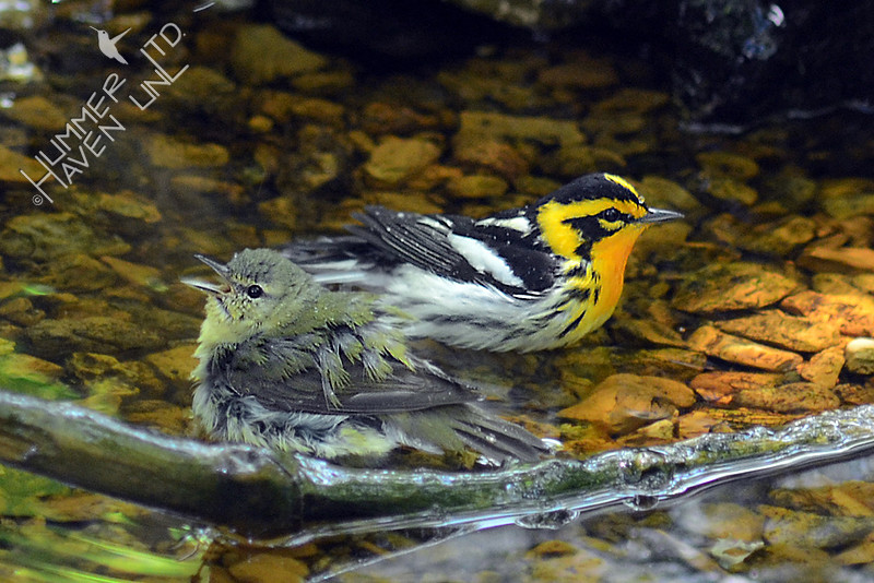 Tennessee female and Blackburnian Warblers